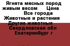 Ягнята мясных пород живым весом.  › Цена ­ 125 - Все города Животные и растения » Другие животные   . Свердловская обл.,Екатеринбург г.
